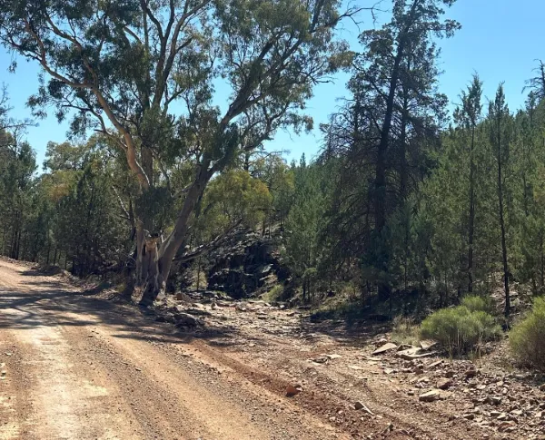 flinders ranges picture