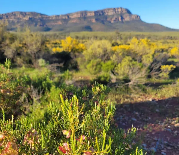 flinders ranges picture