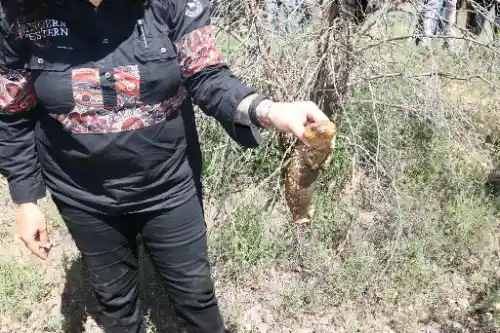 guide caring for lizard