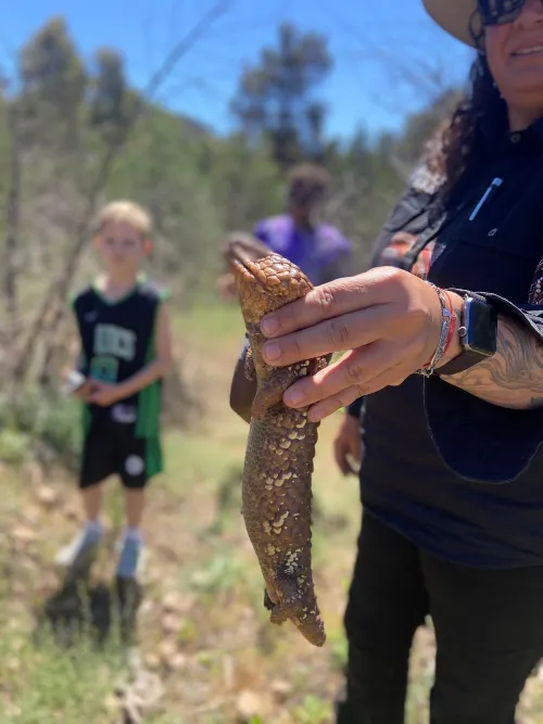 guide caring for lizard